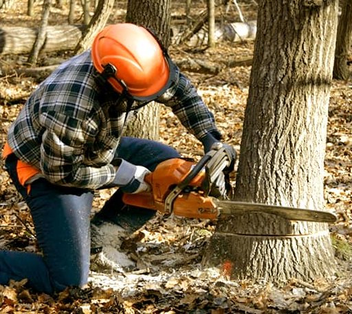 Tree Removal in Chippewa Lake, MI
